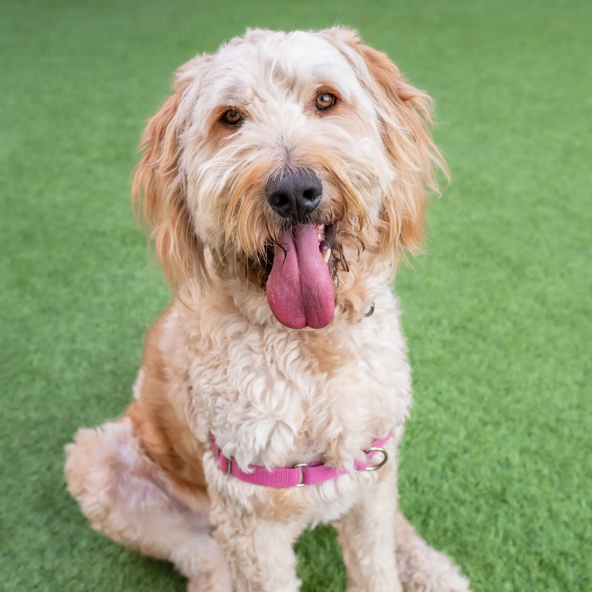 Teddy - Poodle (Standard)