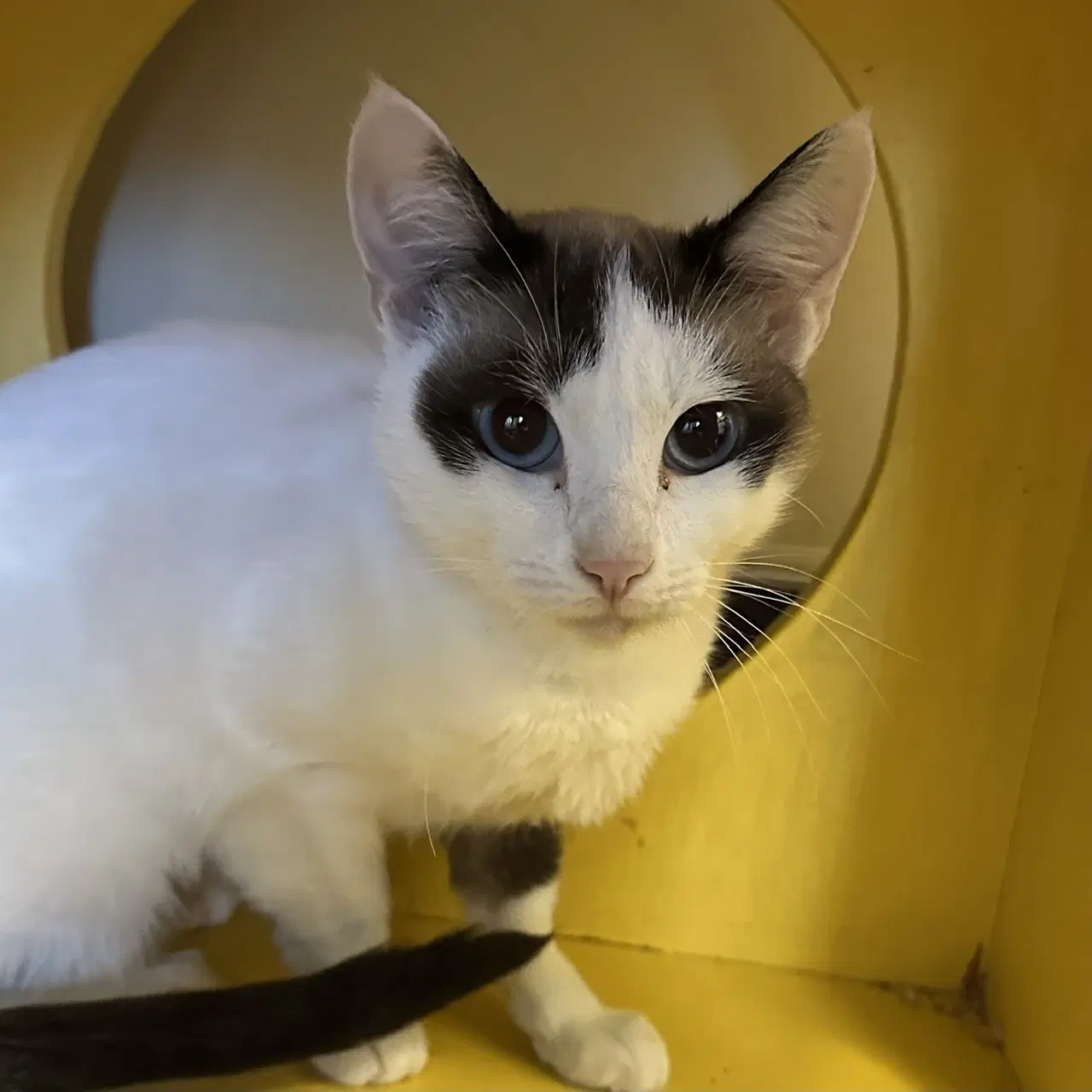 Lady - Domestic Short Hair