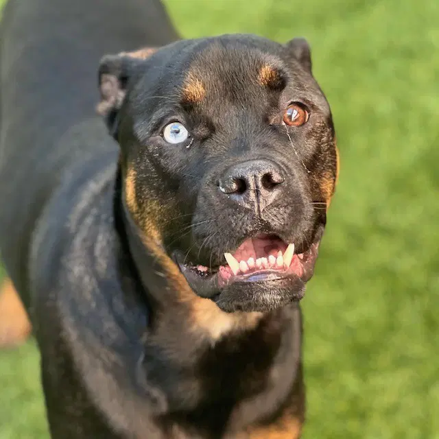 Louie - Boxer