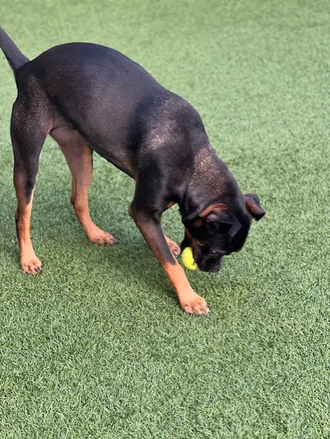 Louie image 2