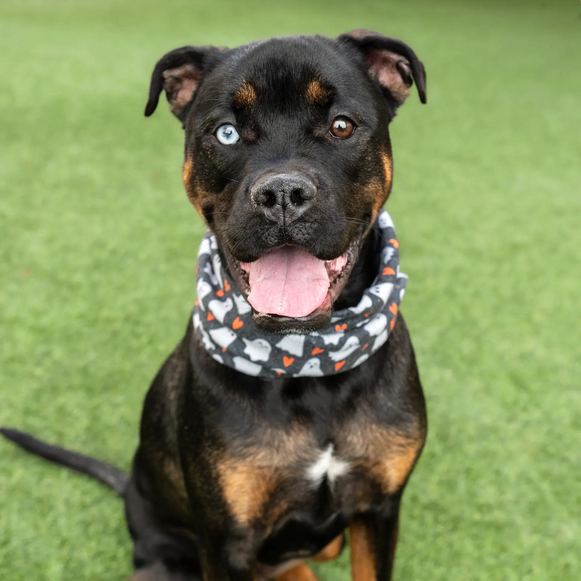 Louie - Boxer