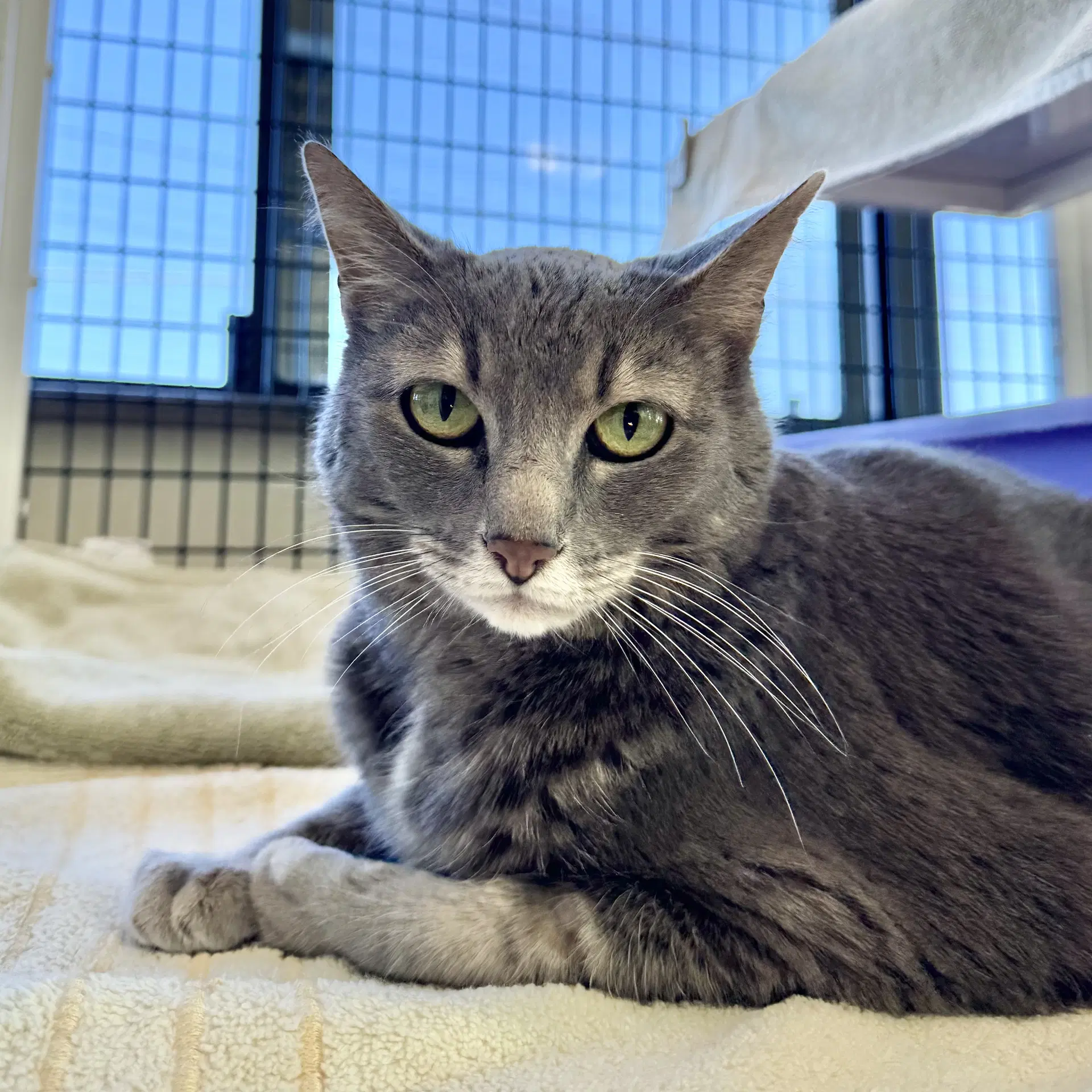 Gray Kitty - Domestic Short Hair