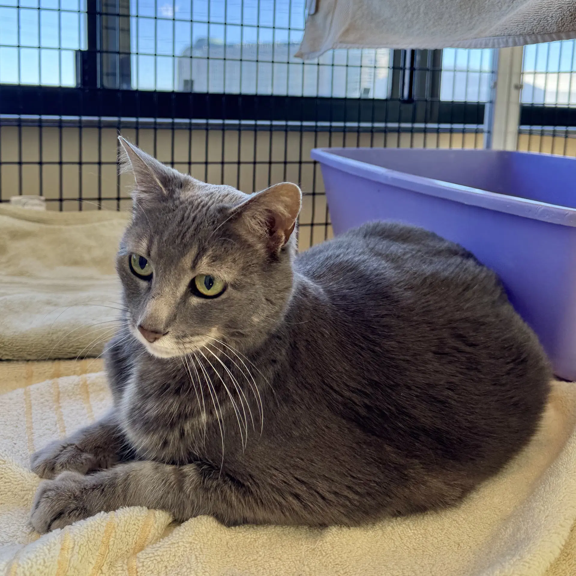 Gray Kitty image 2