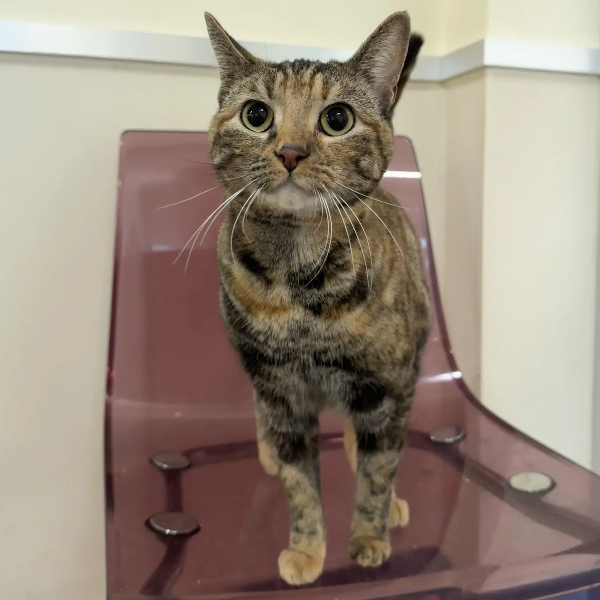 Sunny - Domestic Short Hair