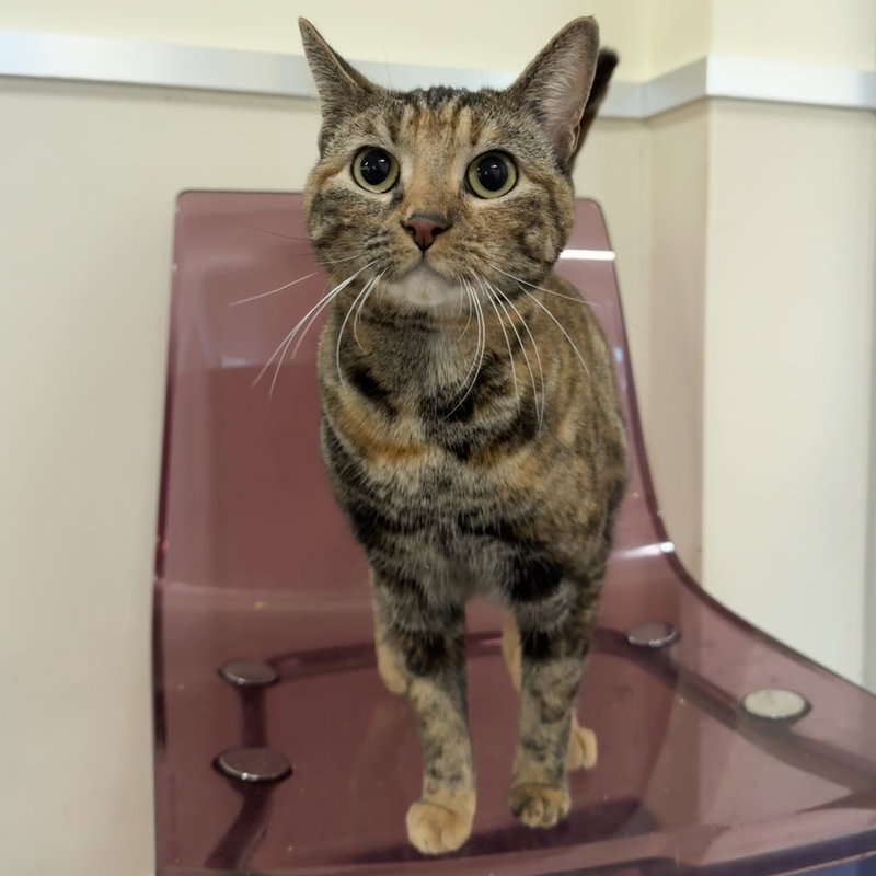 Sunny, an adult female cat up for adoption