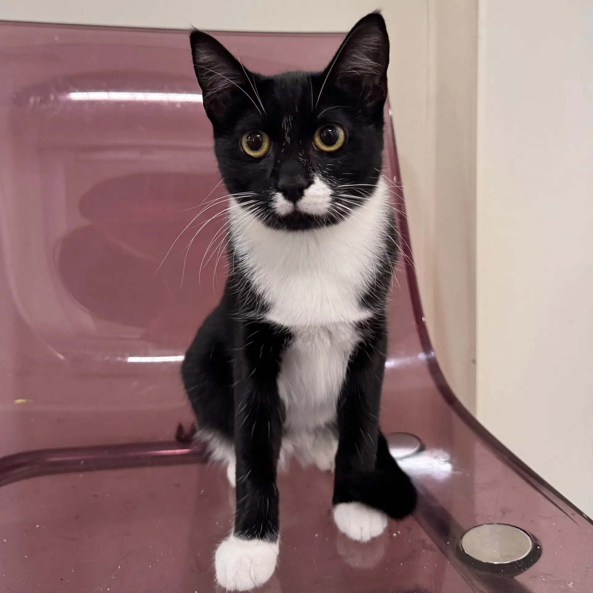 Binkie - Domestic Short Hair