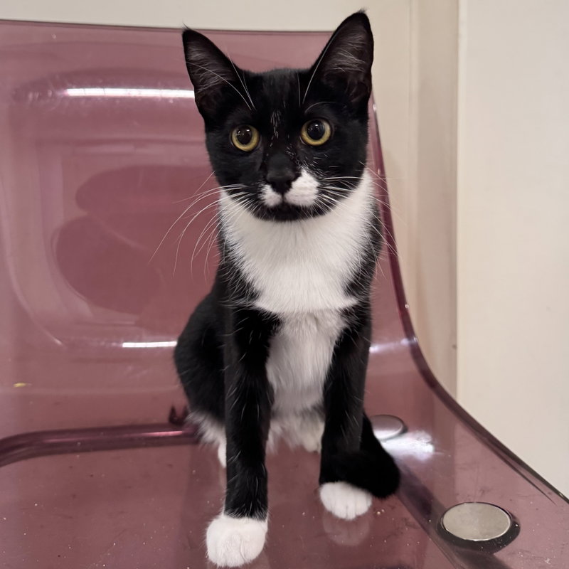Binkie, a young male cat up for adoption