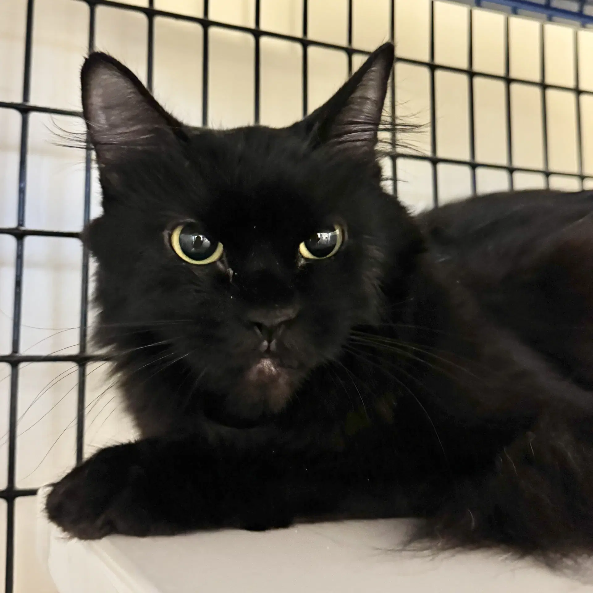 Kitty - Domestic Medium Hair