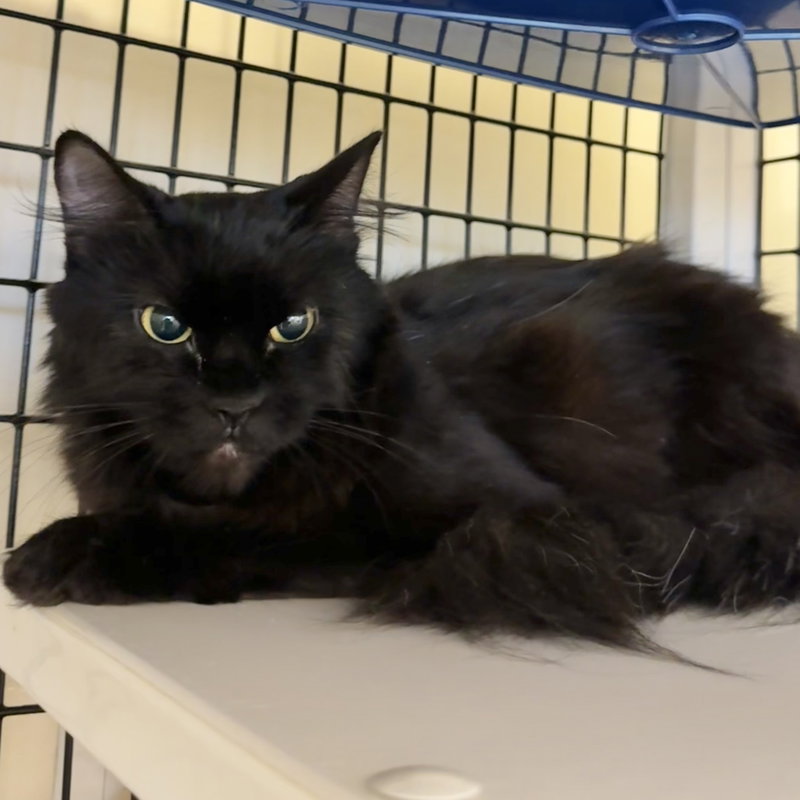 Kitty, photo 2