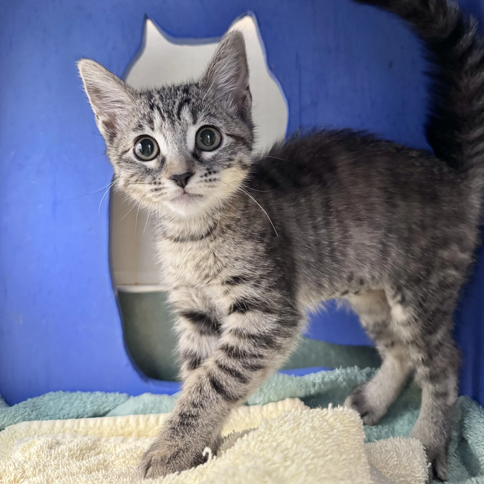 Mitzi