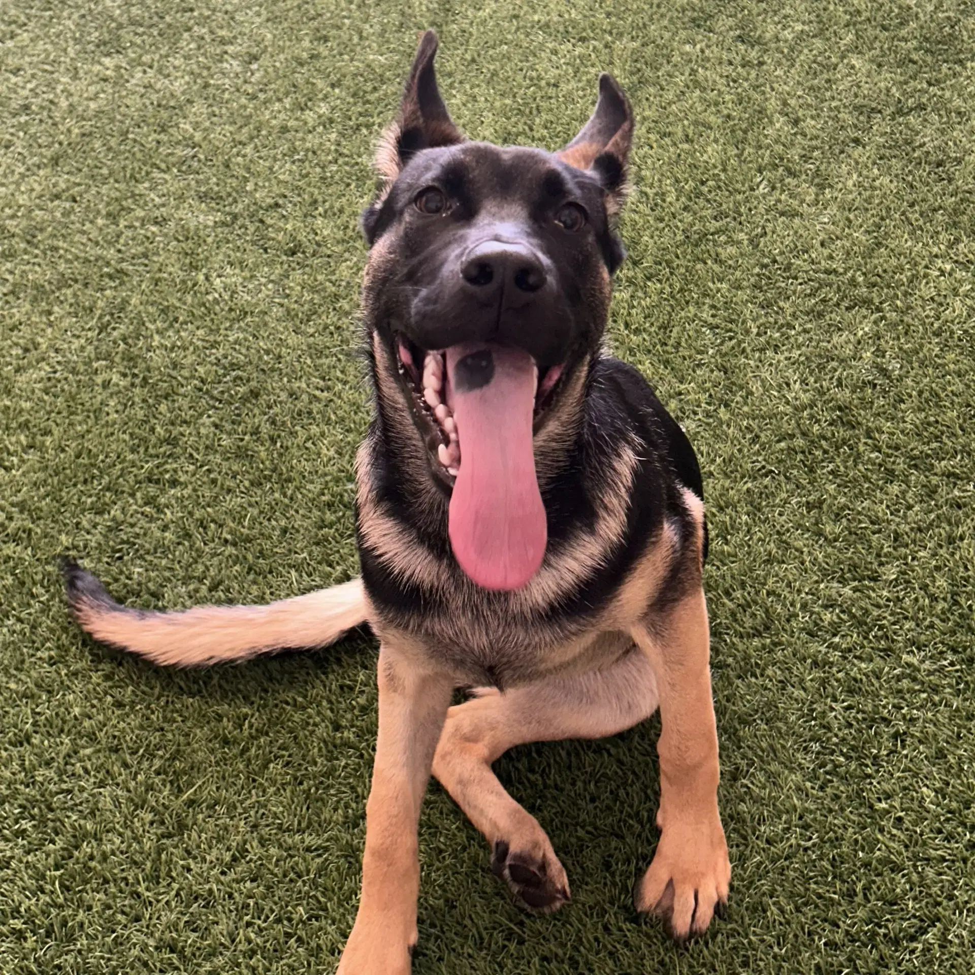 Kaiski - German Shepherd Dog