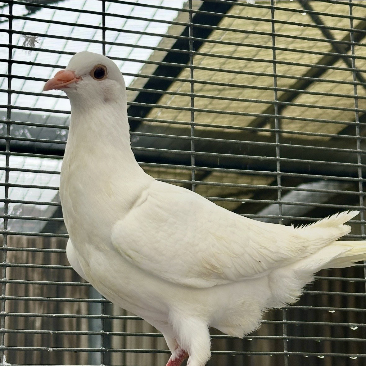 Peeps, photo 6