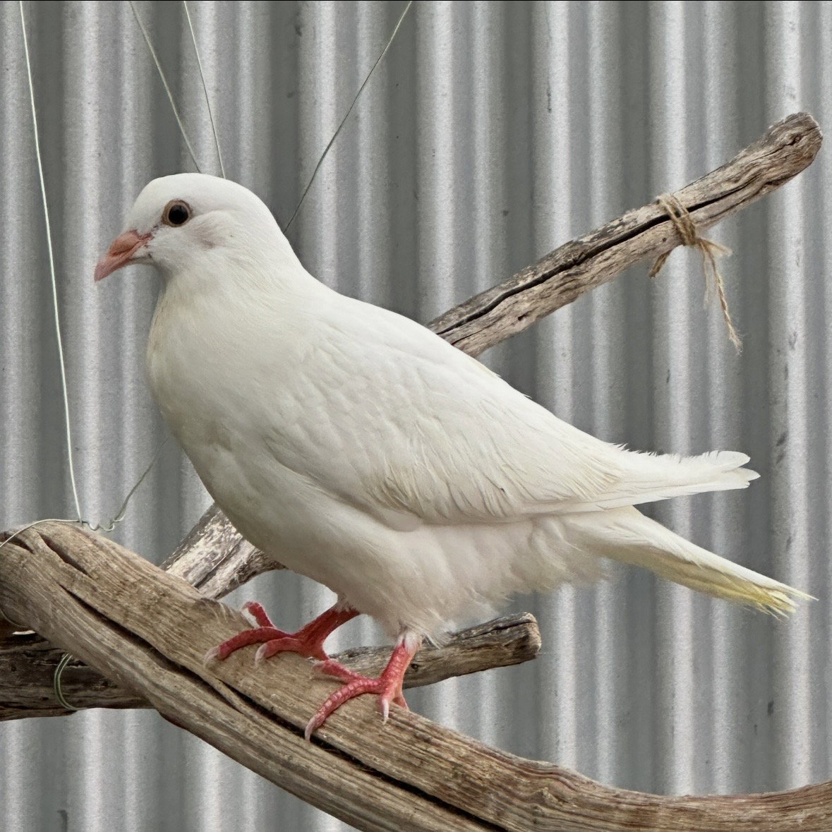 Peeps, photo 7