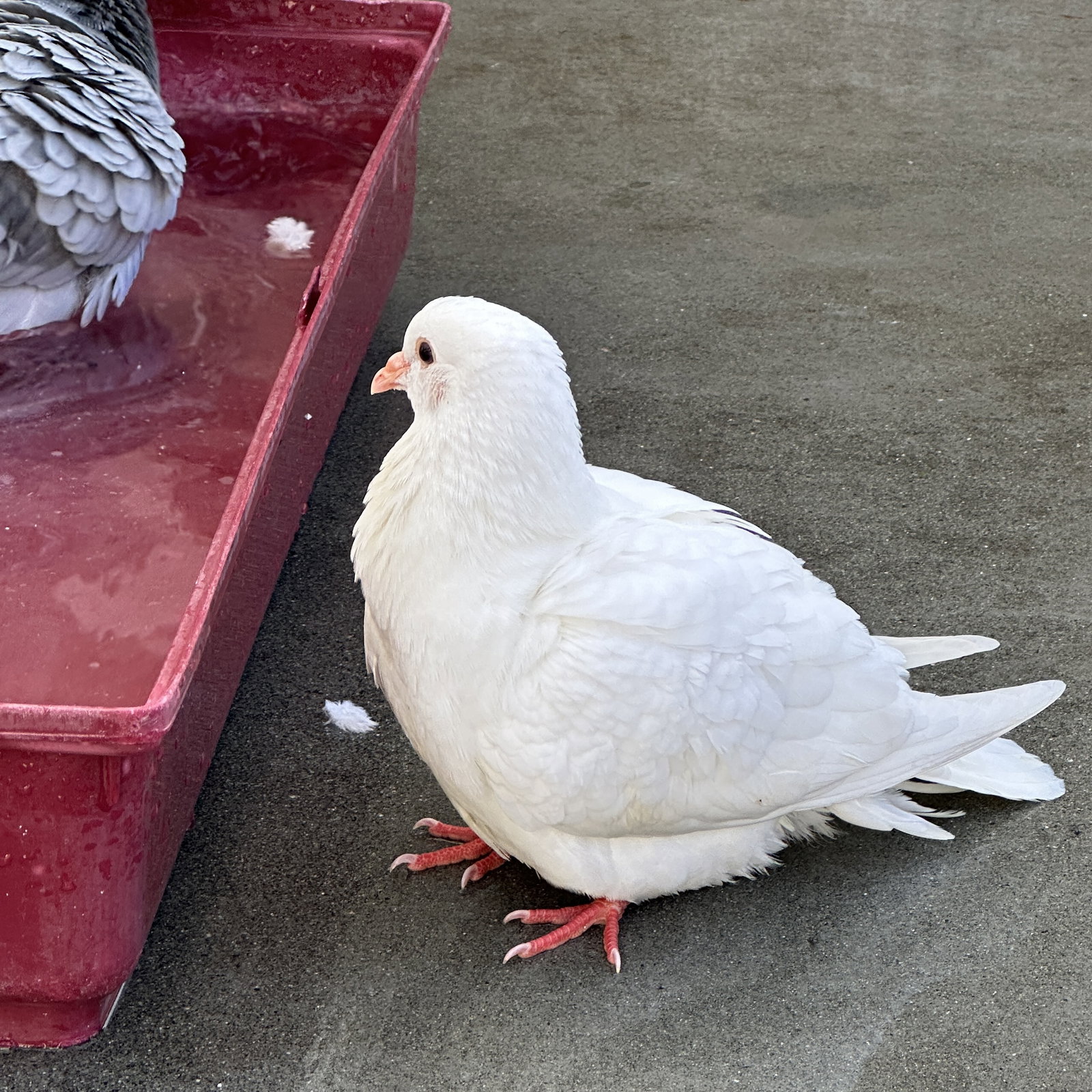 Peeps, photo 3