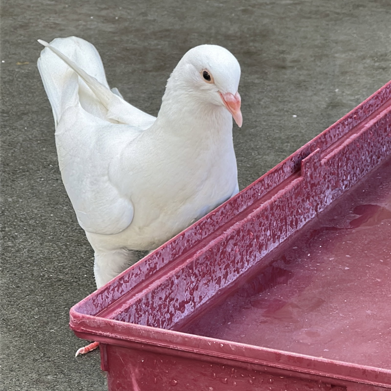 Peeps, photo 5
