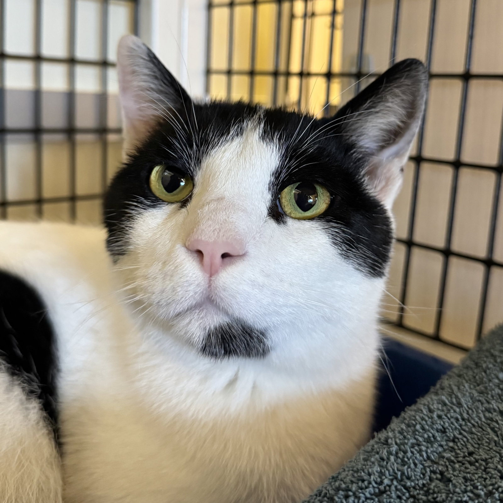 Zaytoon