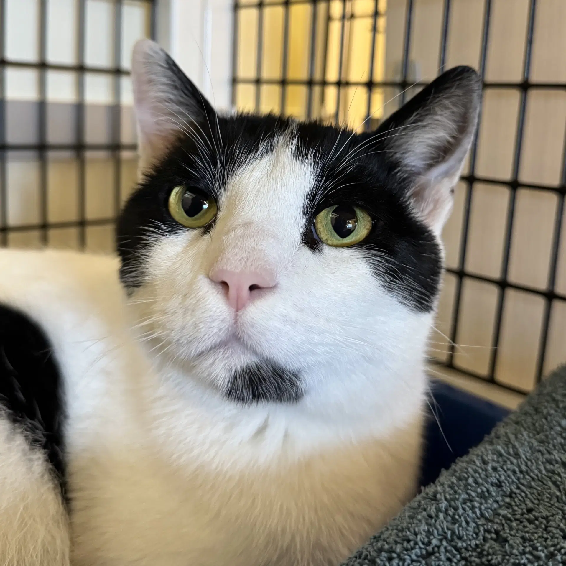 Zaytoon - Domestic Short Hair