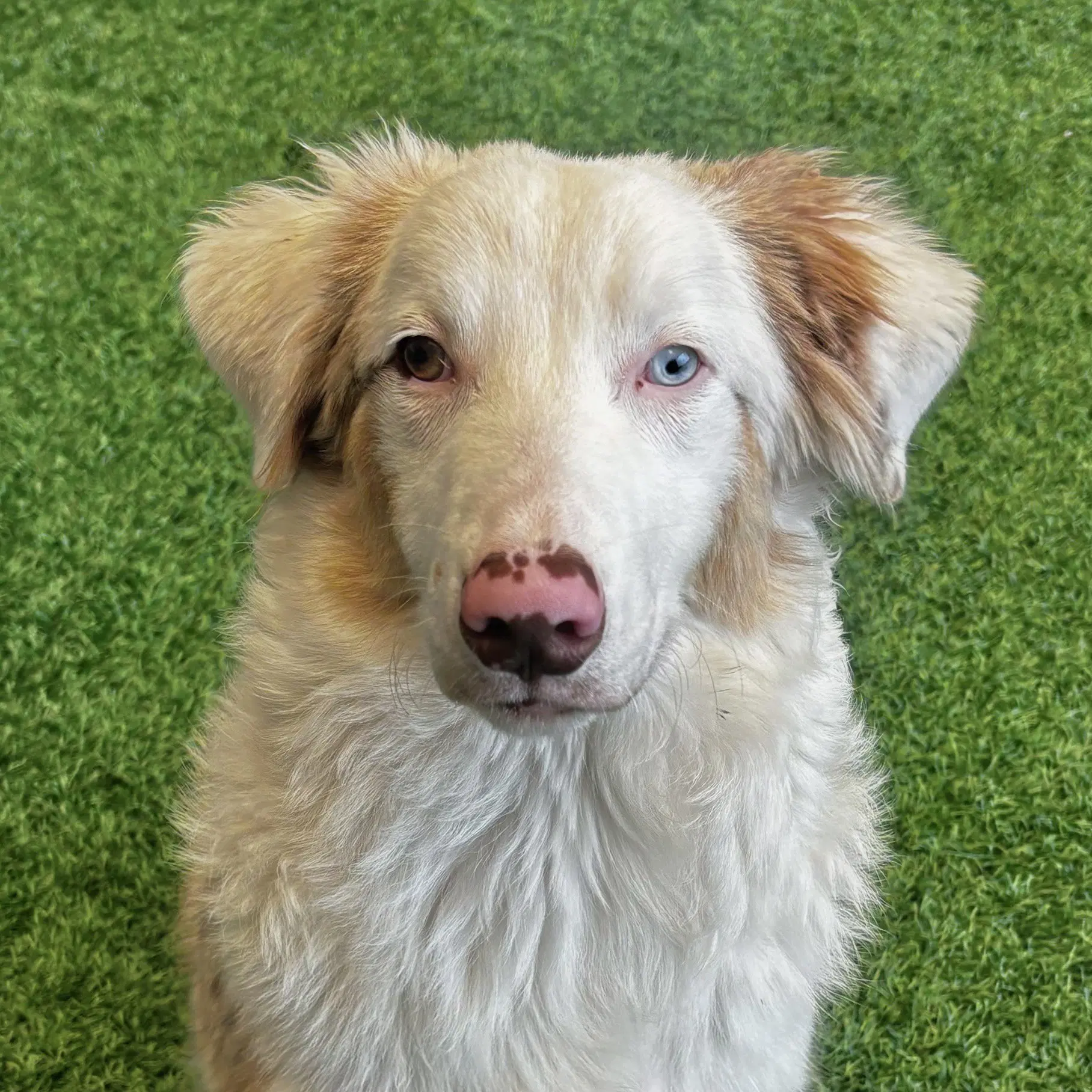 Scout - Australian Shepherd