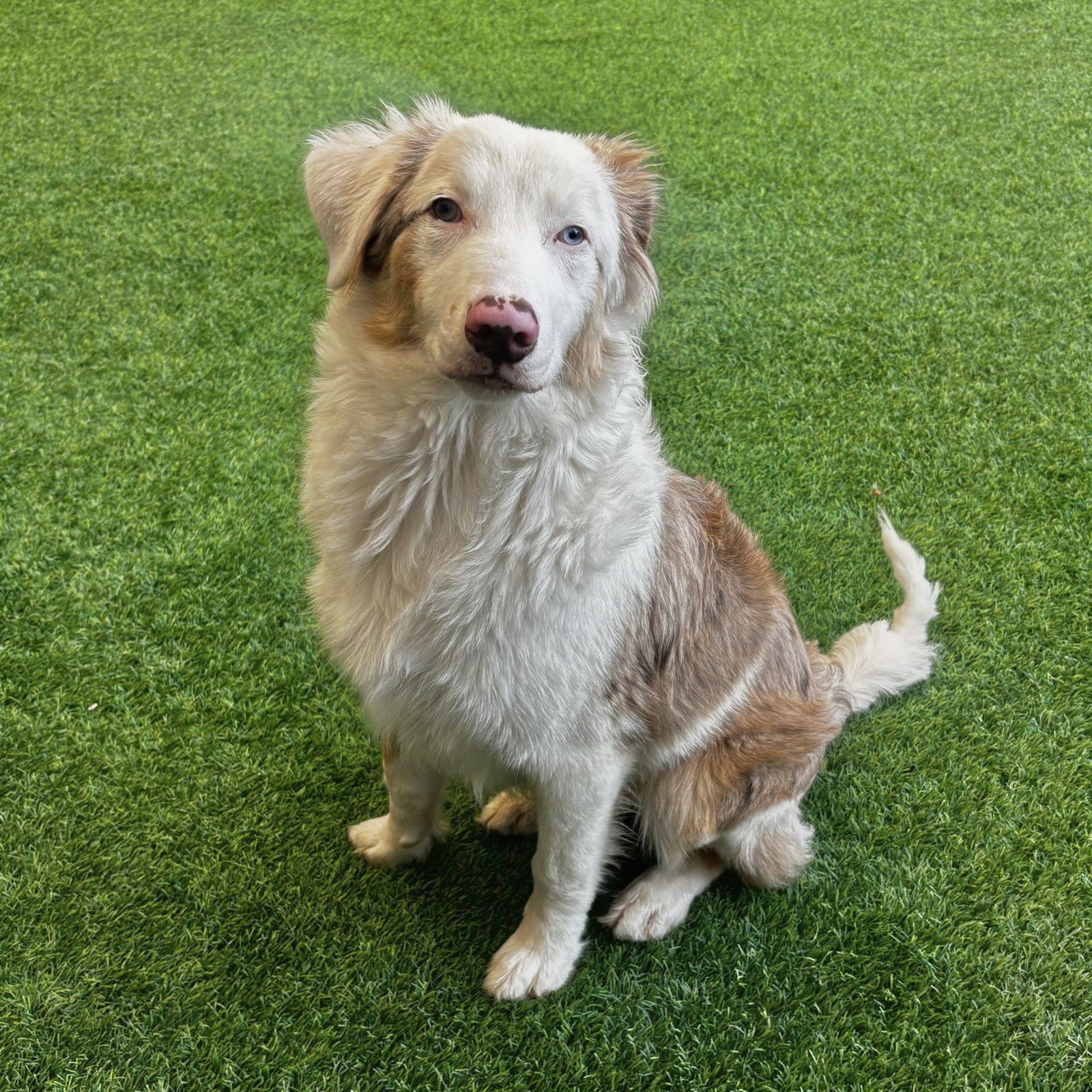 Scout, photo 2