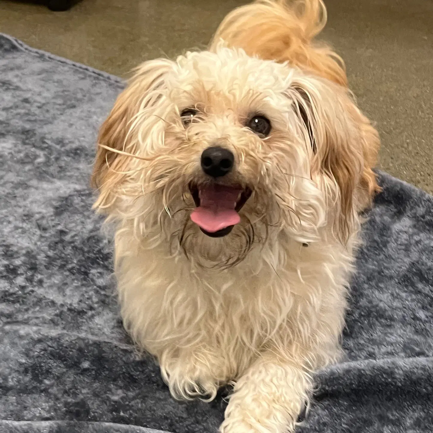 Rusti - Havanese