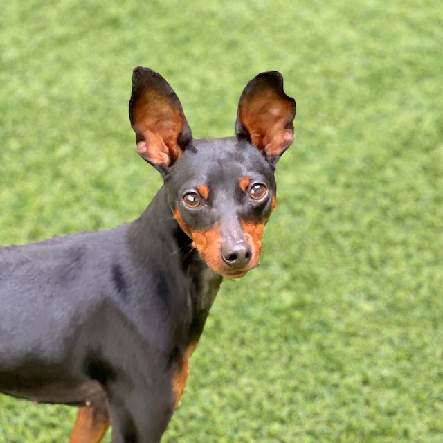 Chula