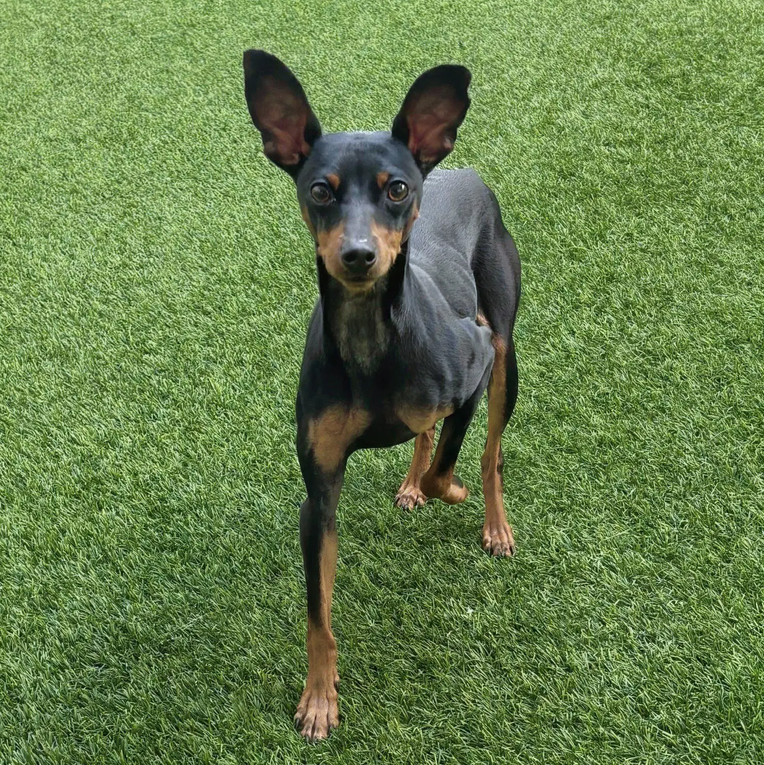 Chula image 3