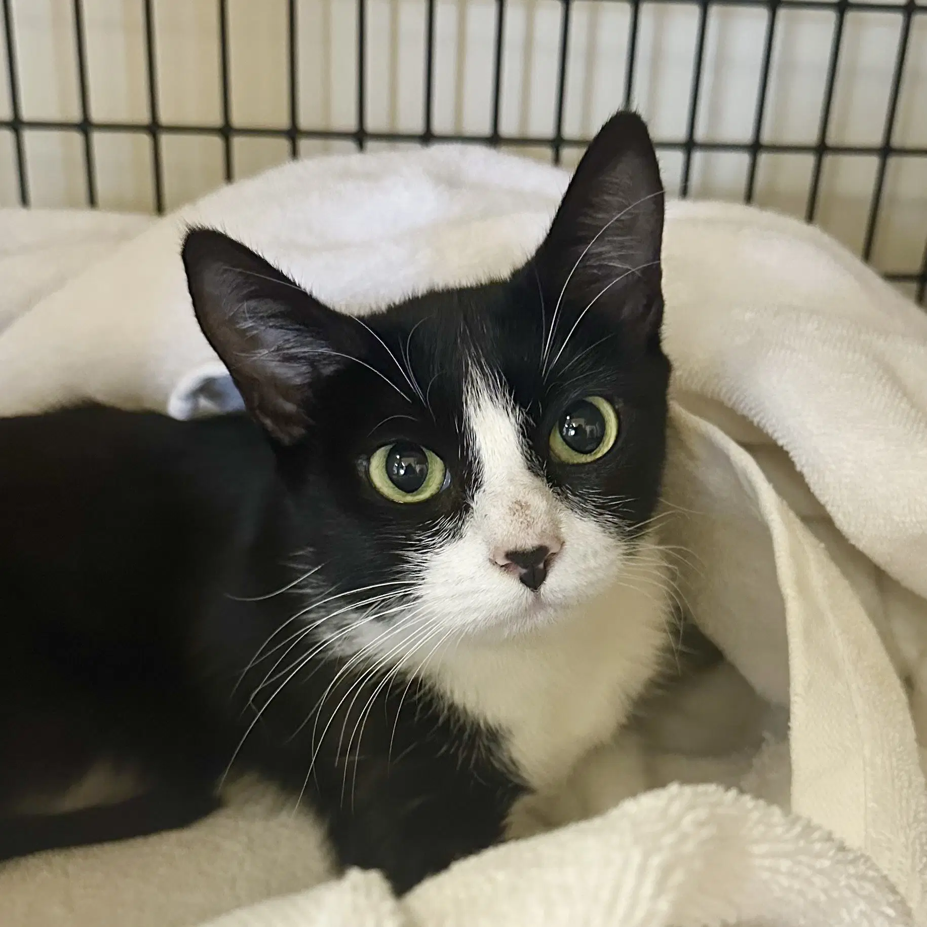 Lucretia - Domestic Short Hair