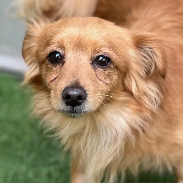 Scruff - Dachshund