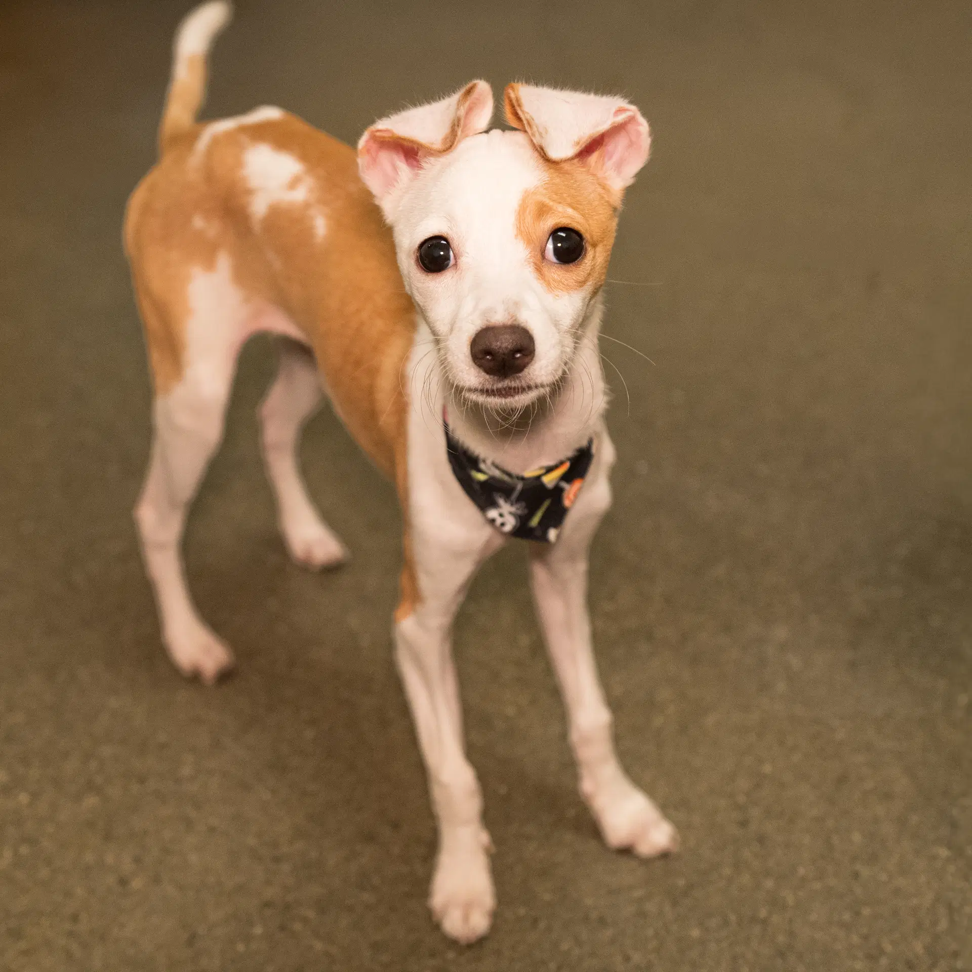 Starfire The Puppy - Chihuahua
