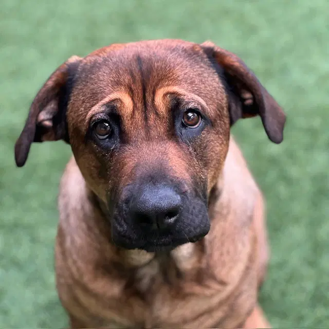 Keena - Cane Corso Mastiff