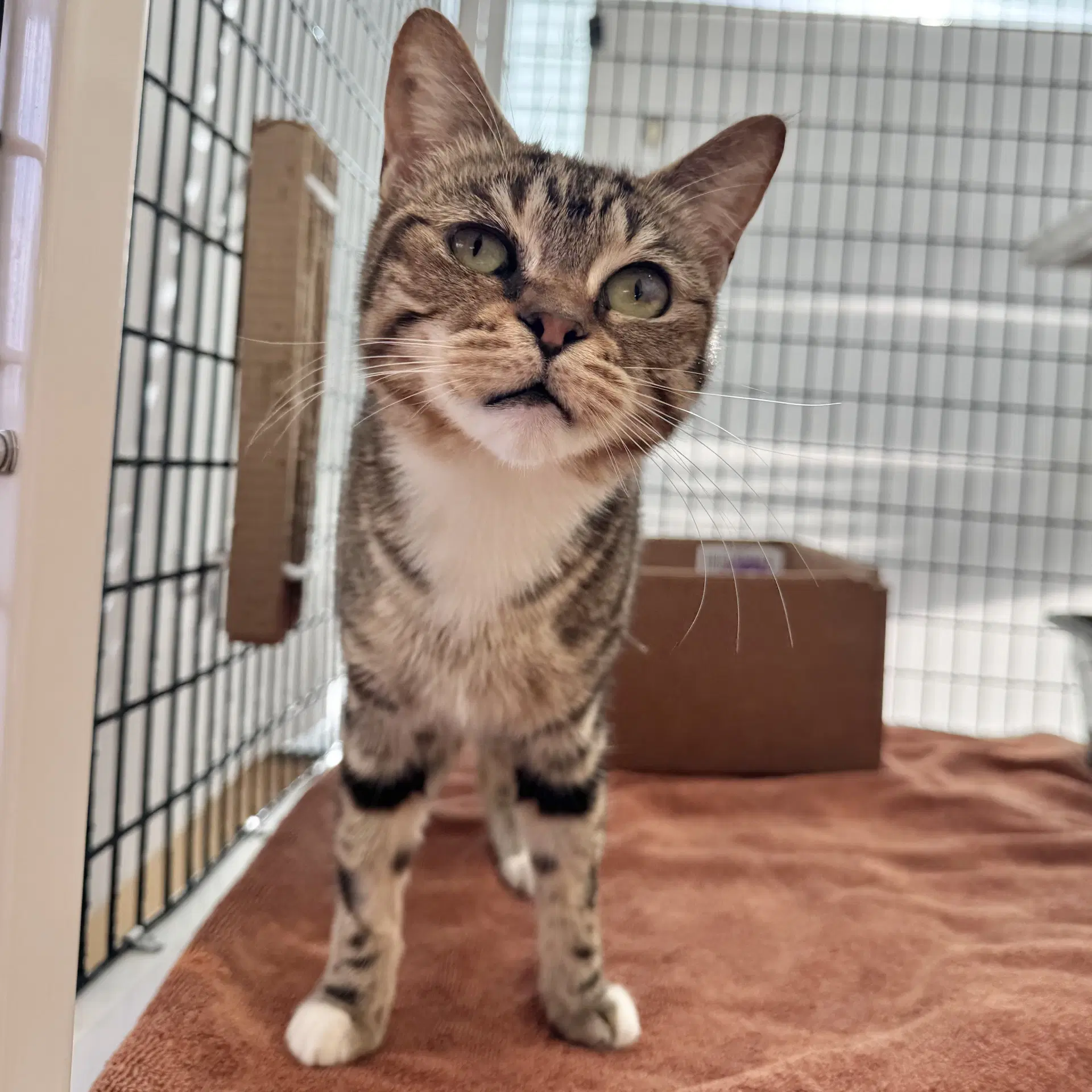 Pumpkin - Domestic Short Hair