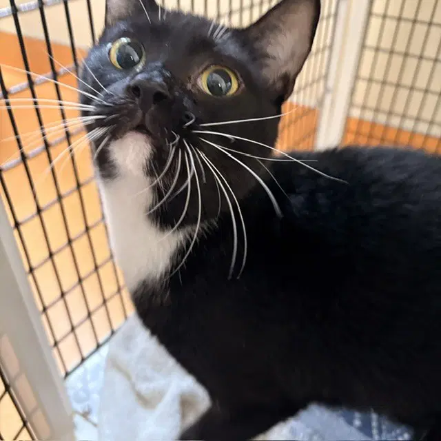 Manon - Domestic Short Hair