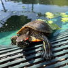 adoptable Turtle in Burlingame, CA named Red Eared Slider Turtles!