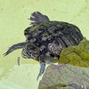 Red Eared Slider Turtles! - Photo 3