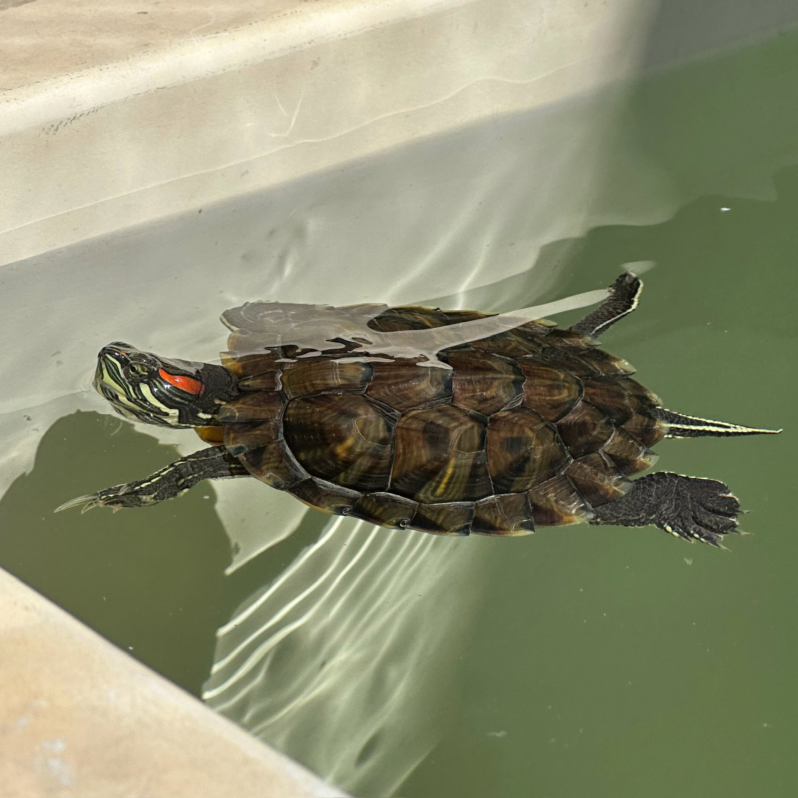 Red Eared Slider Turtles! Image