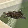 Red Eared Slider Turtles! - Photo 1