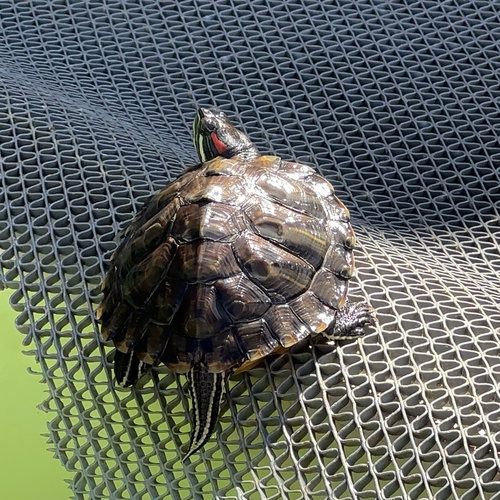 RED EARED SLIDER TURTLES! - Red-Eared Slider available for adoption