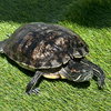 Red Eared Slider Turtles! - Photo 4