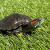 Red Eared Slider Turtles! - Photo 3