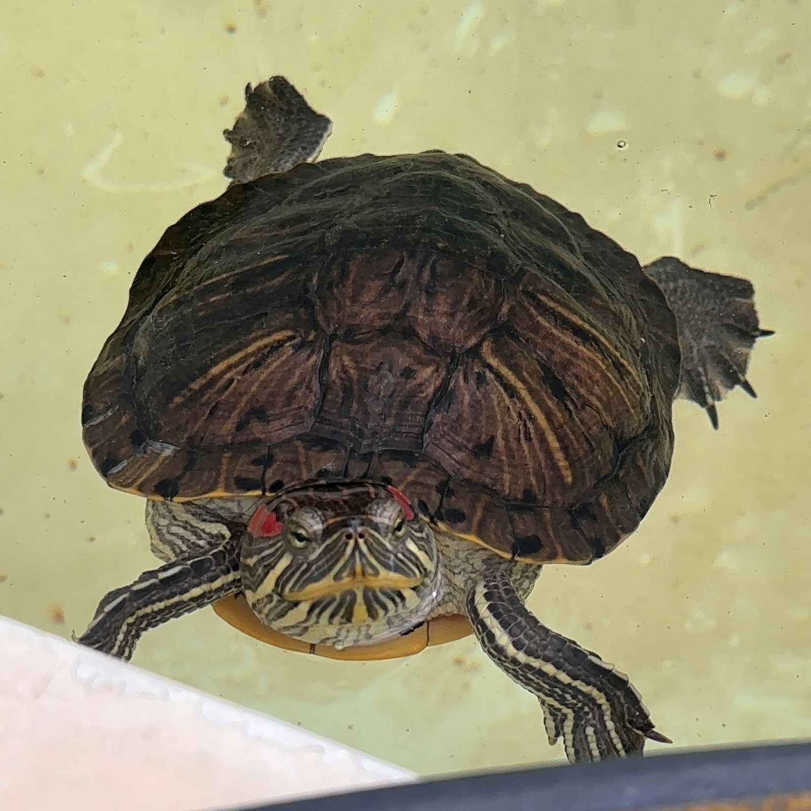Red Eared Slider Turtles!, photo 4