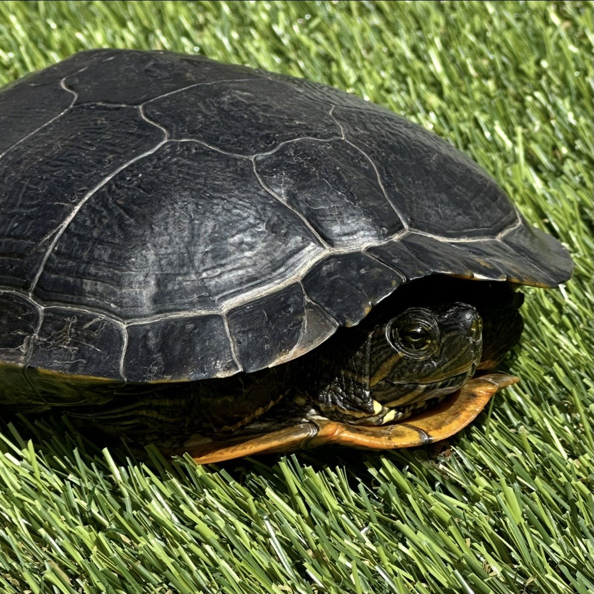 Red Eared Slider Turtles!, photo 2