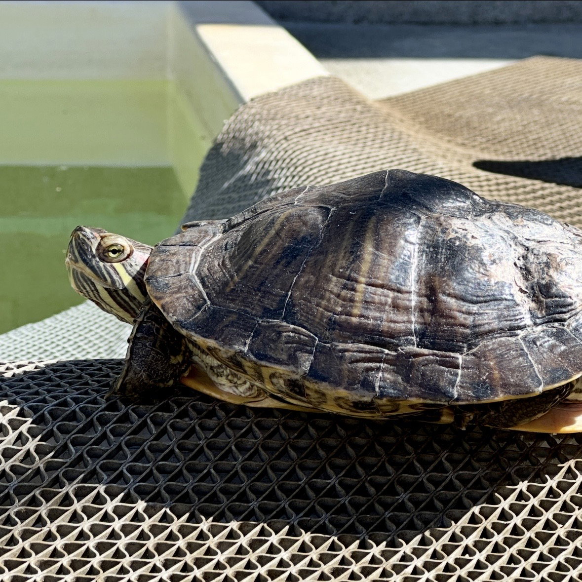Red Eared Slider Turtles!, photo 3