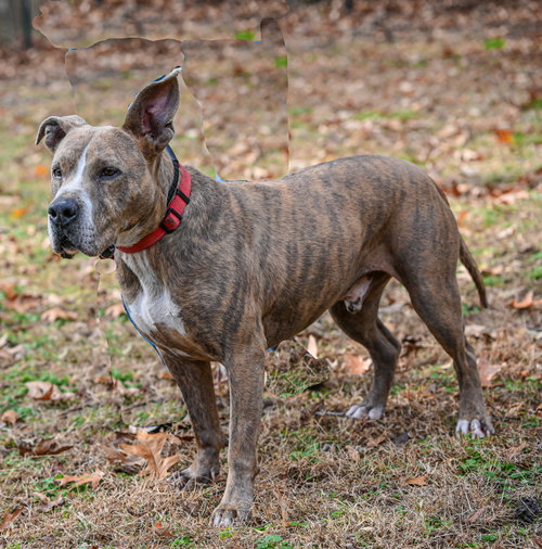 Taz, photo 6
