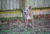 Taz - Photo 10