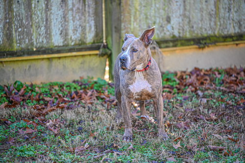 Taz, photo 10
