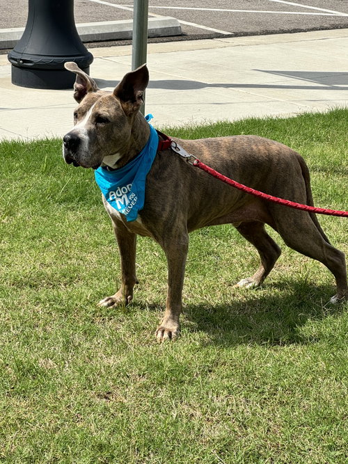 Taz, photo 7
