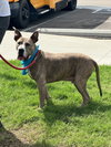 Taz - Photo 15