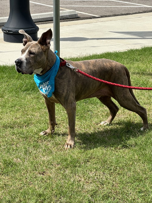 Taz, photo 3