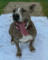 Taz - Photo 2
