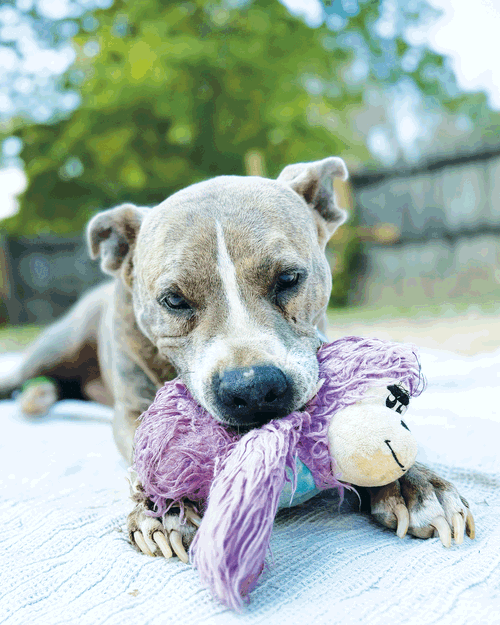 Taz, photo 5